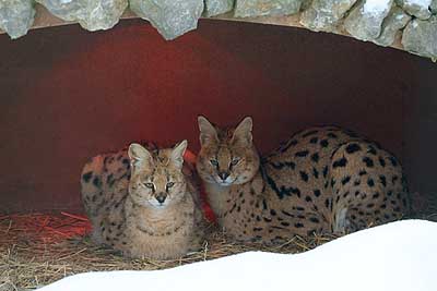 Aachener Zoo Aachener-Zoo-Serval-002